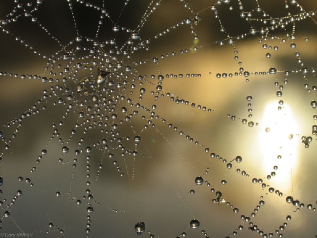 Morning Dew on web
Every droplet is a lens
